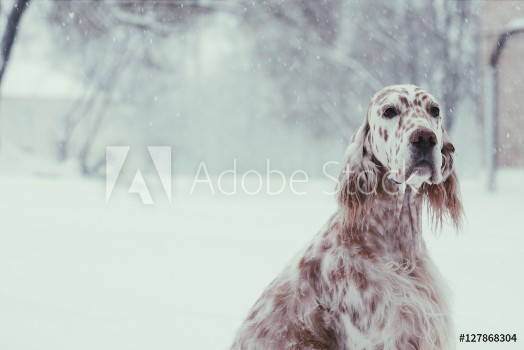 Picture of Christmas spotty white Setter portrait sitting in the winter city park on snowy background in soft focus
